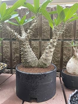 Amazon.co.jp: 特大2頭 パキポディウム マカイエンセ かみ山鉢付き