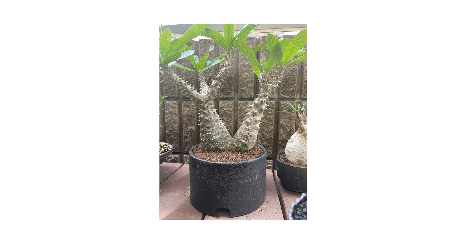 グラキリス　マカイエンセ Amazon.co.jp: 特大2頭 パキポディウム マカイエンセ かみ山鉢