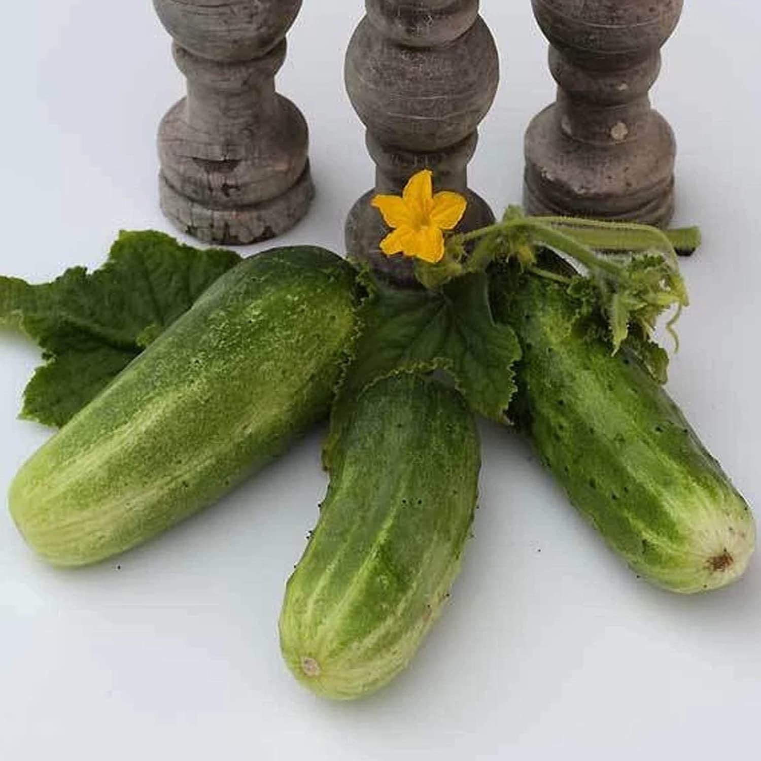 Willvine Organic Double Yield Cucumber-XLI-10I-image-7