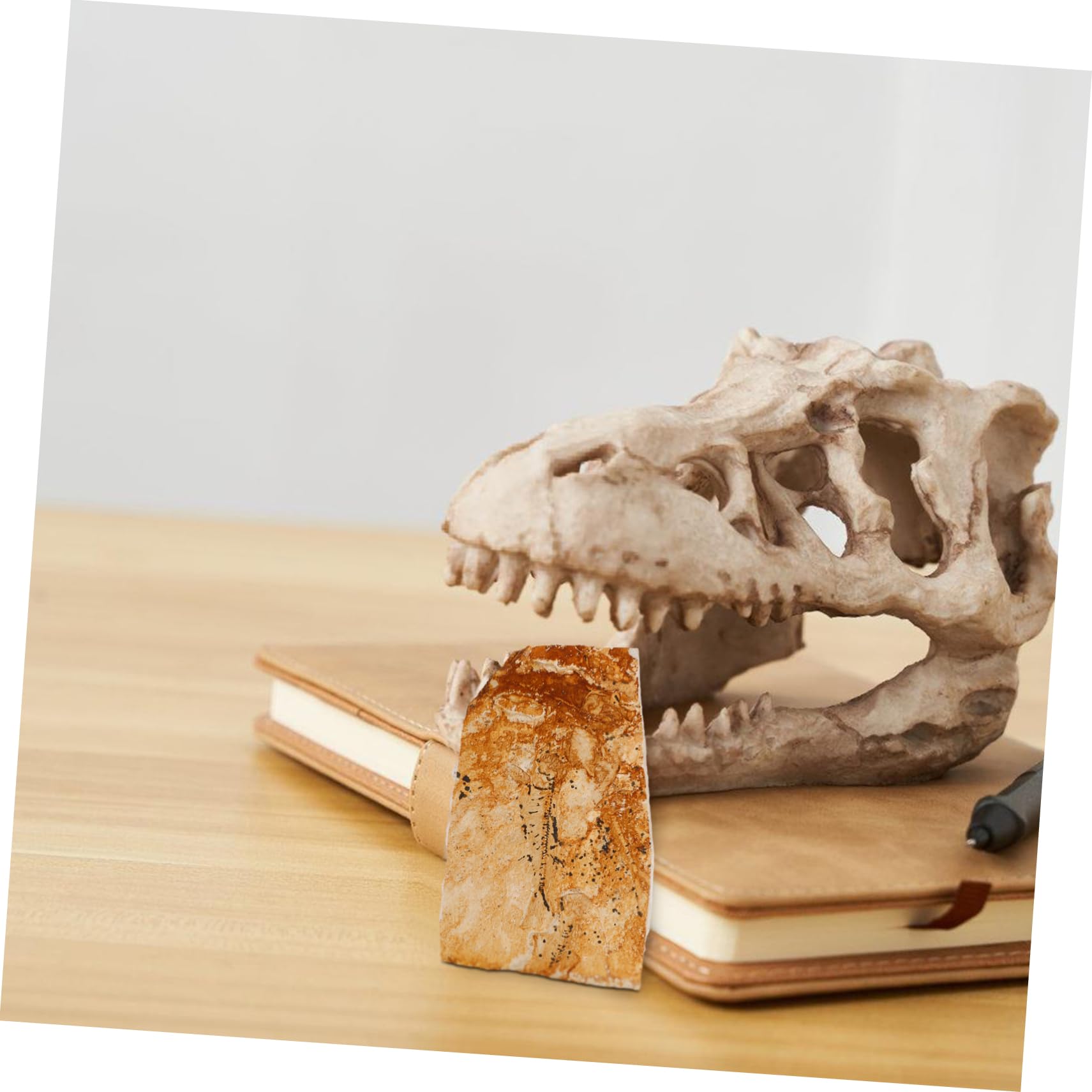 Wolf-finned Fish Teaching Sea Creature Specimen Fish Specimen for Teaching Fish Specimen Decor Teaching Fish Specimen Fish Specimen for Science Teaching Specimen Ornament ROMISBABA