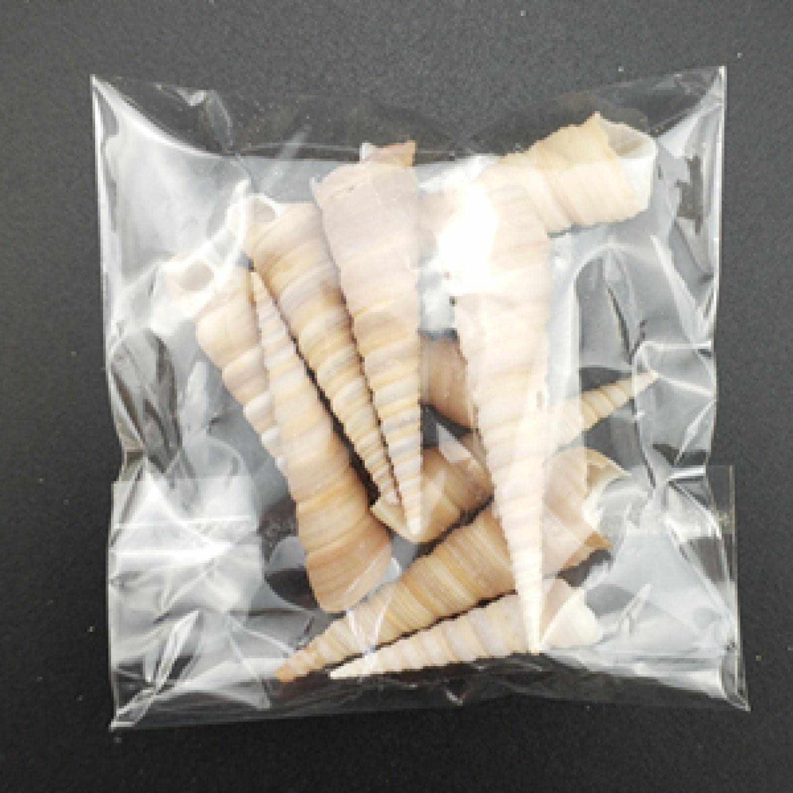 Coquillages de mer naturels de type conque et trompette d'escargot pour artisanat | Lot de 10 pièces