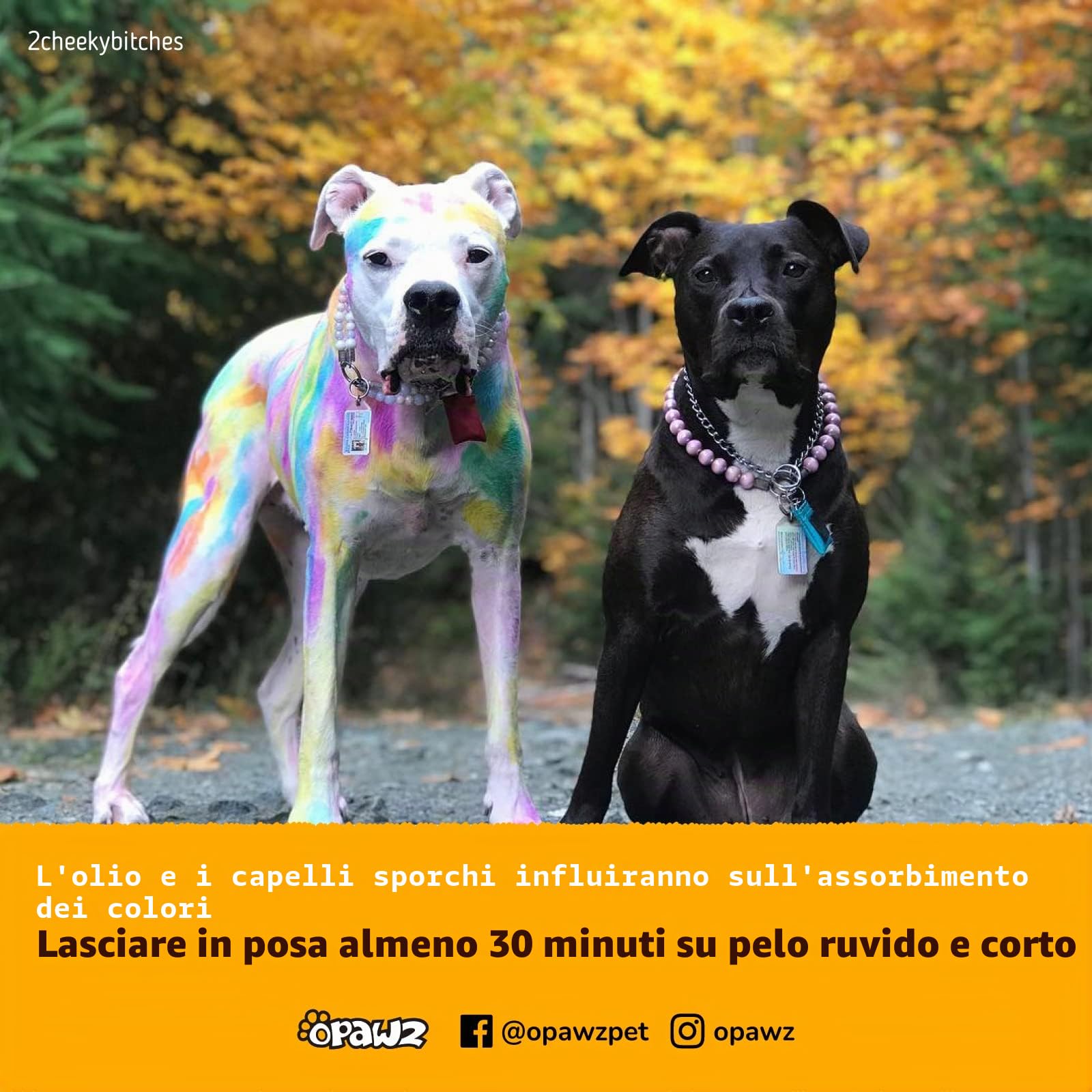 OPAWZ Semi-Permanente Tintura per Cani, Pigmenti Alimentare, Professionale Colorante per Cani, Gatti e Tutti gli Animali che Possono Essere Lavati (Shocking Rosa)