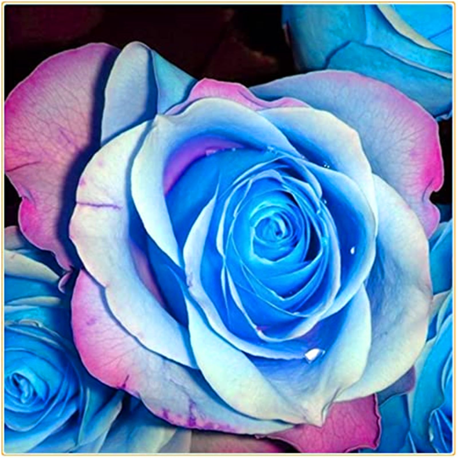 Rose Bulbs, Strong Plant, Easy Plant, Plant Bulbs,Hardy Perennial, Excellent Display, Rare Plants, Mix Greening Flower, Now UK-4bulbs-h