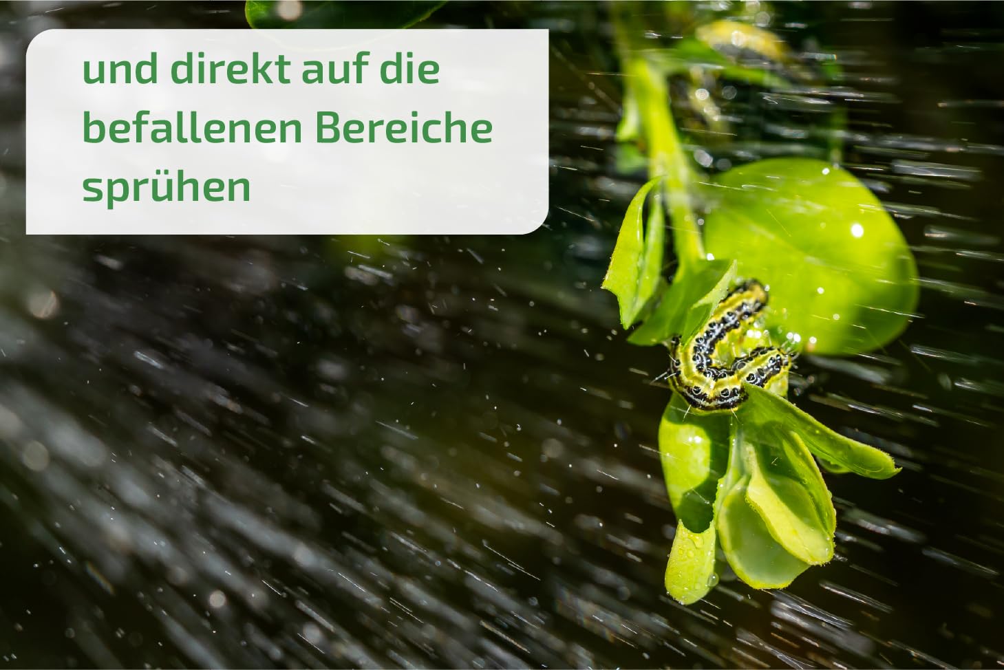 nema-care® Raupenfrei | Nematoden gegen Buchsbaumzünsler | 2 x 10 Mio Nematoden | e-nema