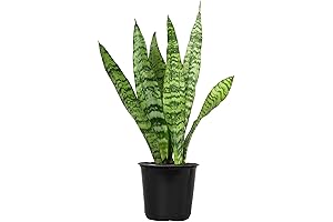 Snake Plant (Sansevieria Zeylanica): A Low-Light Haven for Your Home