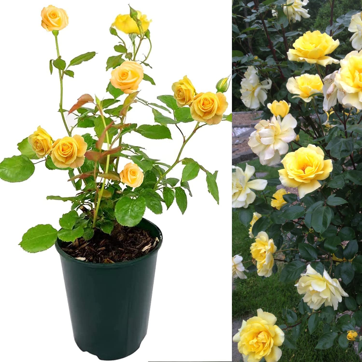 Rose Bush Smiley Face - Floribunda Yellow Rose Bush for The Garden in a 3Litre Pot (2)