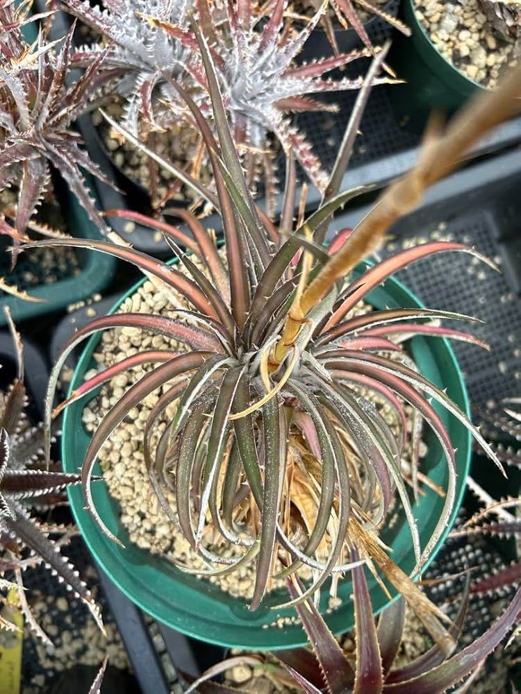 斑入り 原種 野生株 ディッキア オーロラ Dyckia Aurola ⑴ Amazon.co.jp: 種子 レア 斑入り ディッキア オーロラ Dyckia