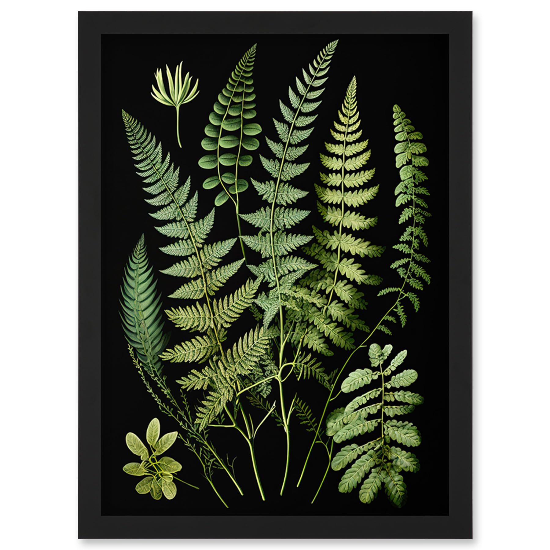 Fern Fronds Botanical Illustration Art Print - Framed Wall Art - A4 Size - Black Frame