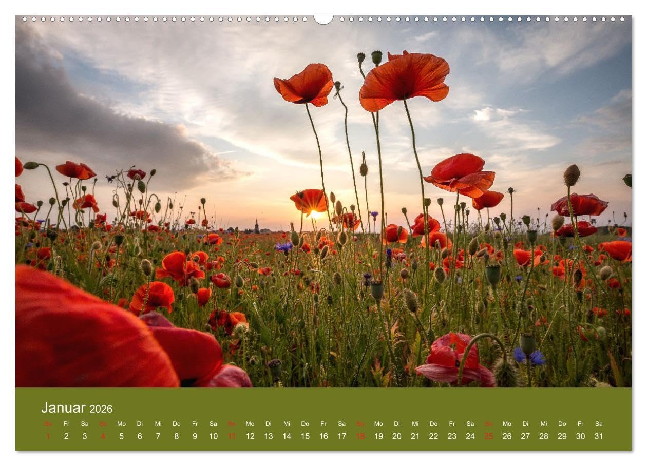 Mohnblumen Romantik (hochwertiger Premium Wandkalender 2026 DIN A2 quer), Kunstdruck in Hochglanz: Mohnblumenfelder und Blüten (CALVENDO Orte)