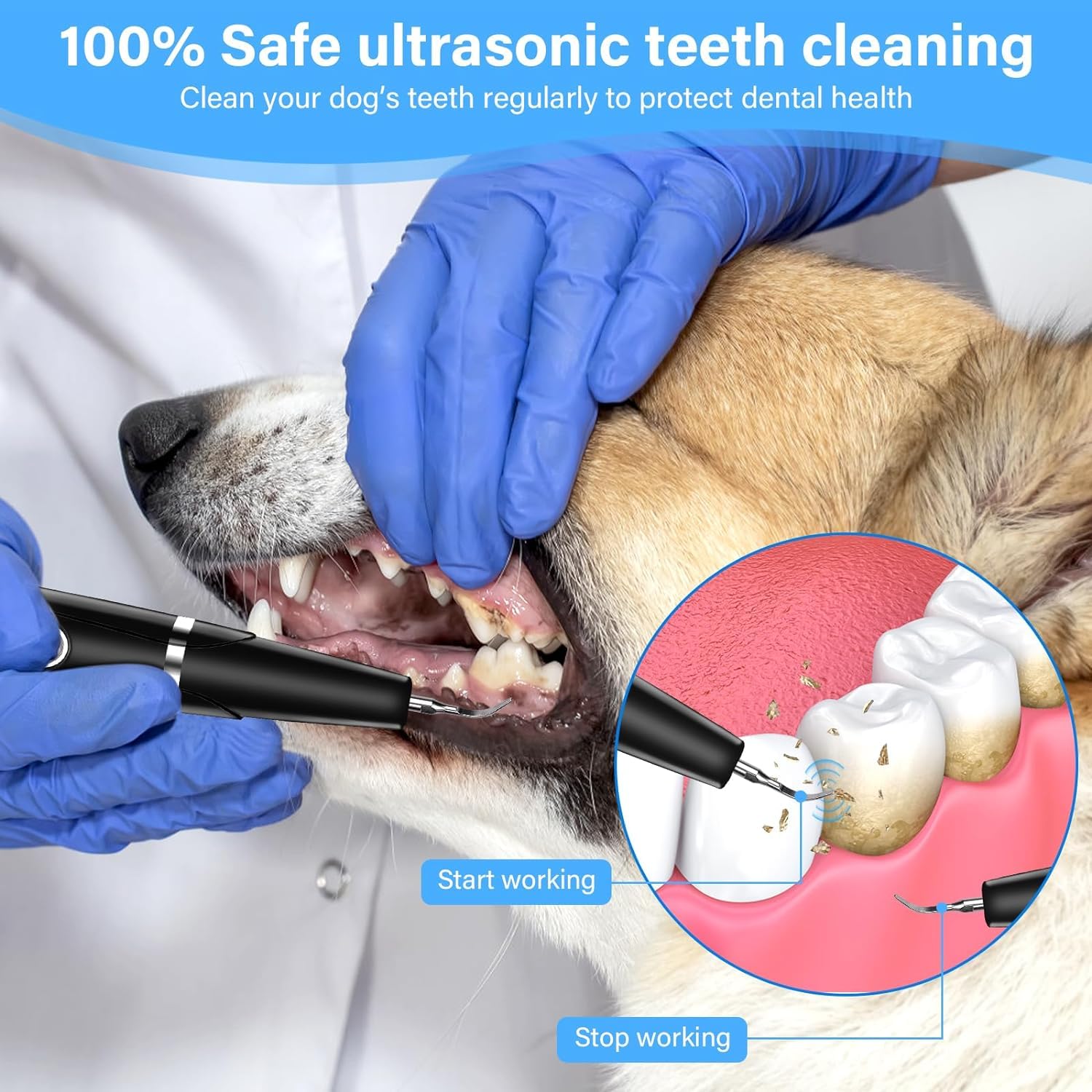 Kit de Nettoyage des Dents de Chien, Tartre Dentaire Nettoyage, Soins Dentaires pour Animaux de Compagnie, Brosses à Dents pour Chiens et Chats
