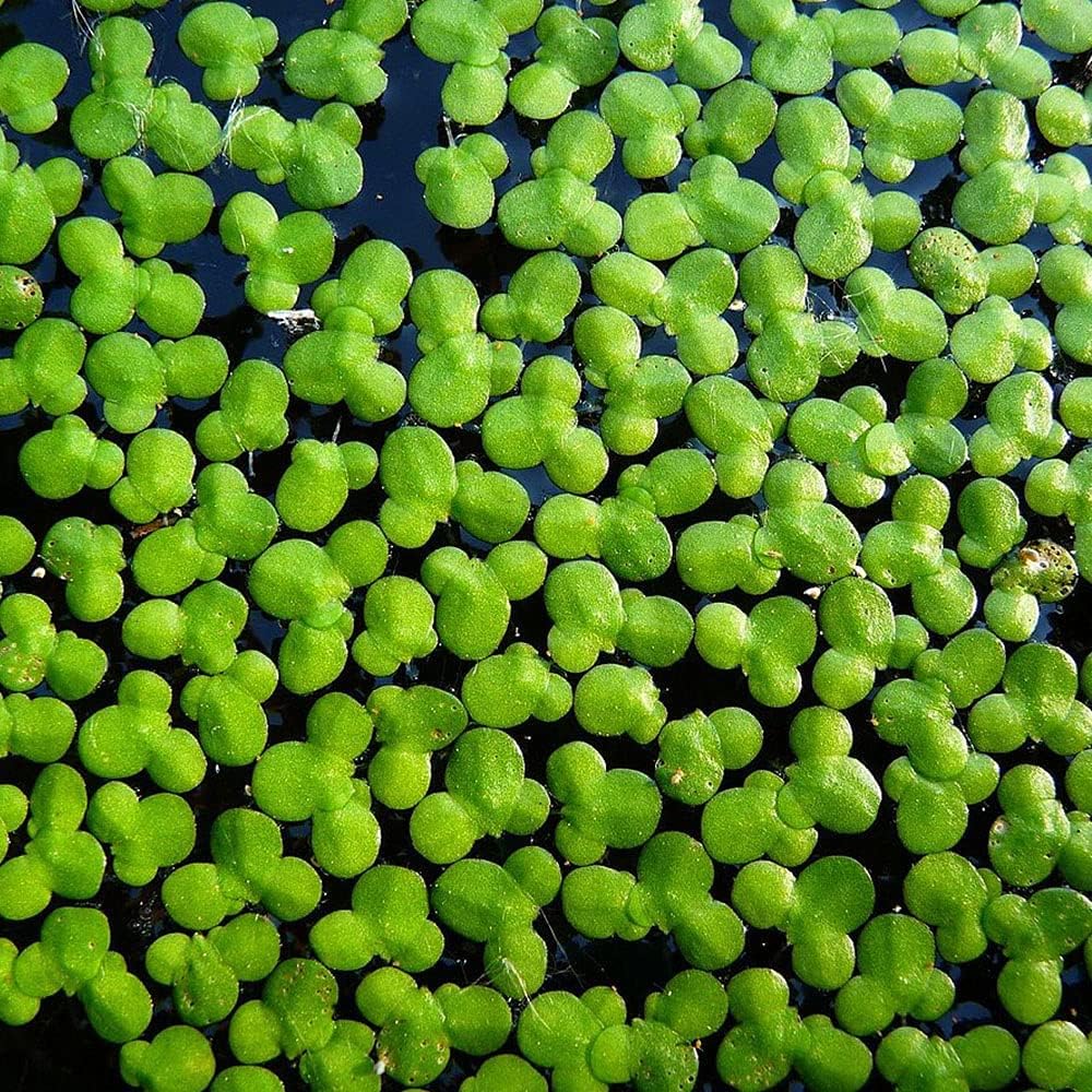 Aquatic Discounts 5000+ Live Duckweed