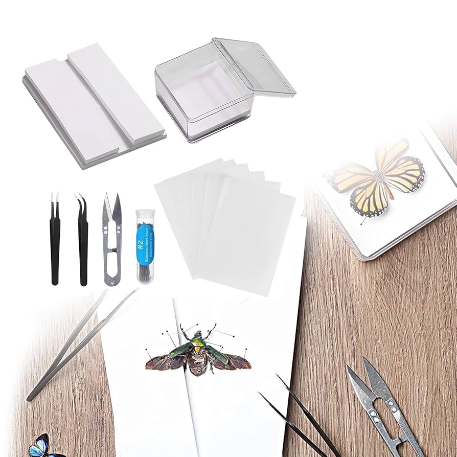 美麗 昆虫標本 セット 61mdym+sApL._UF350,350_QL50_.jpg