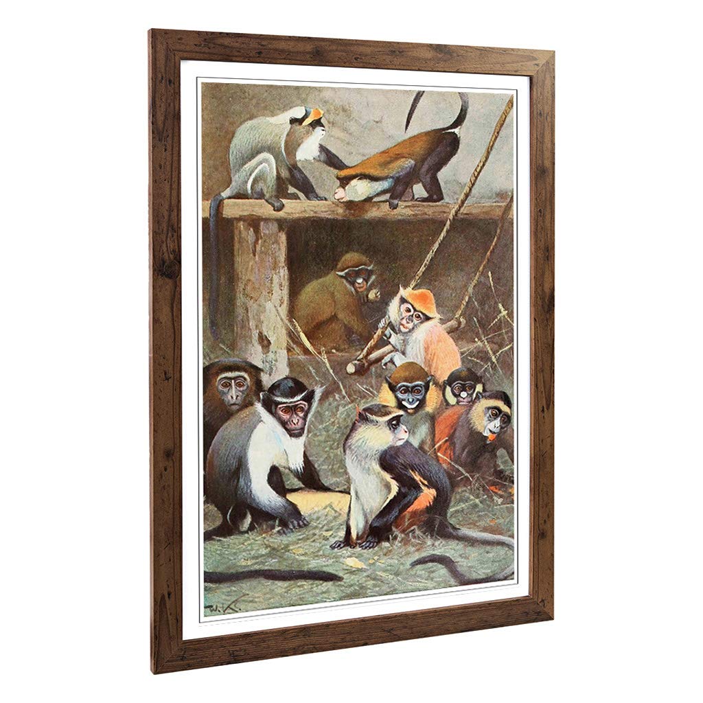Big Box Art Framed Print of Vintage W Kuhnert Guenon Monkey Design | Wall Art Picture | Home Decor for Kitchen, Living Room, Bedroom, Hallway, Walnut, A2 / 24.5x18 Inch / 62x45cm