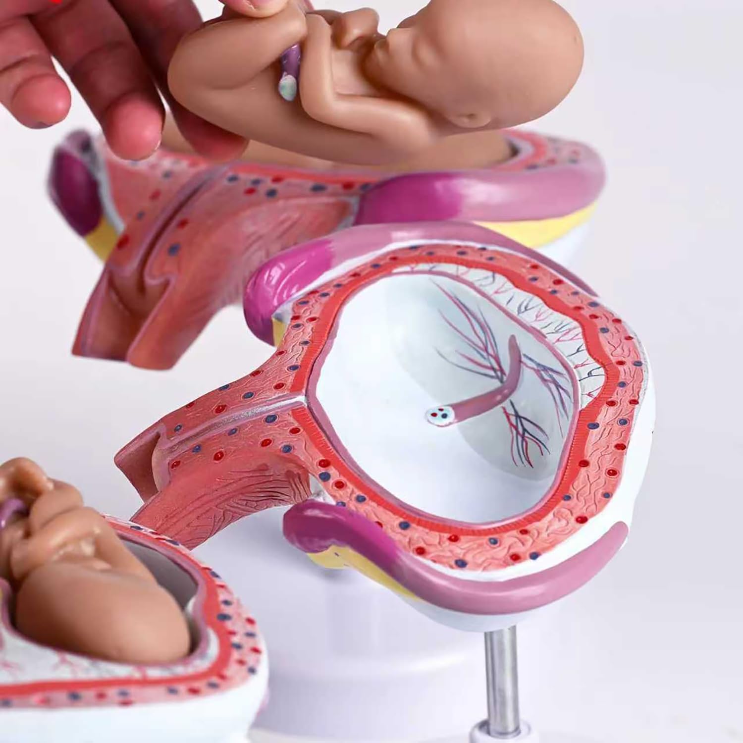 Model rozwoju ludzkiego zarodka, 8-częściowy zestaw ciążowy ze zdejmowanymi częściami, zestaw anatomiczny z PCW do komunikacji lekarz-pacjent