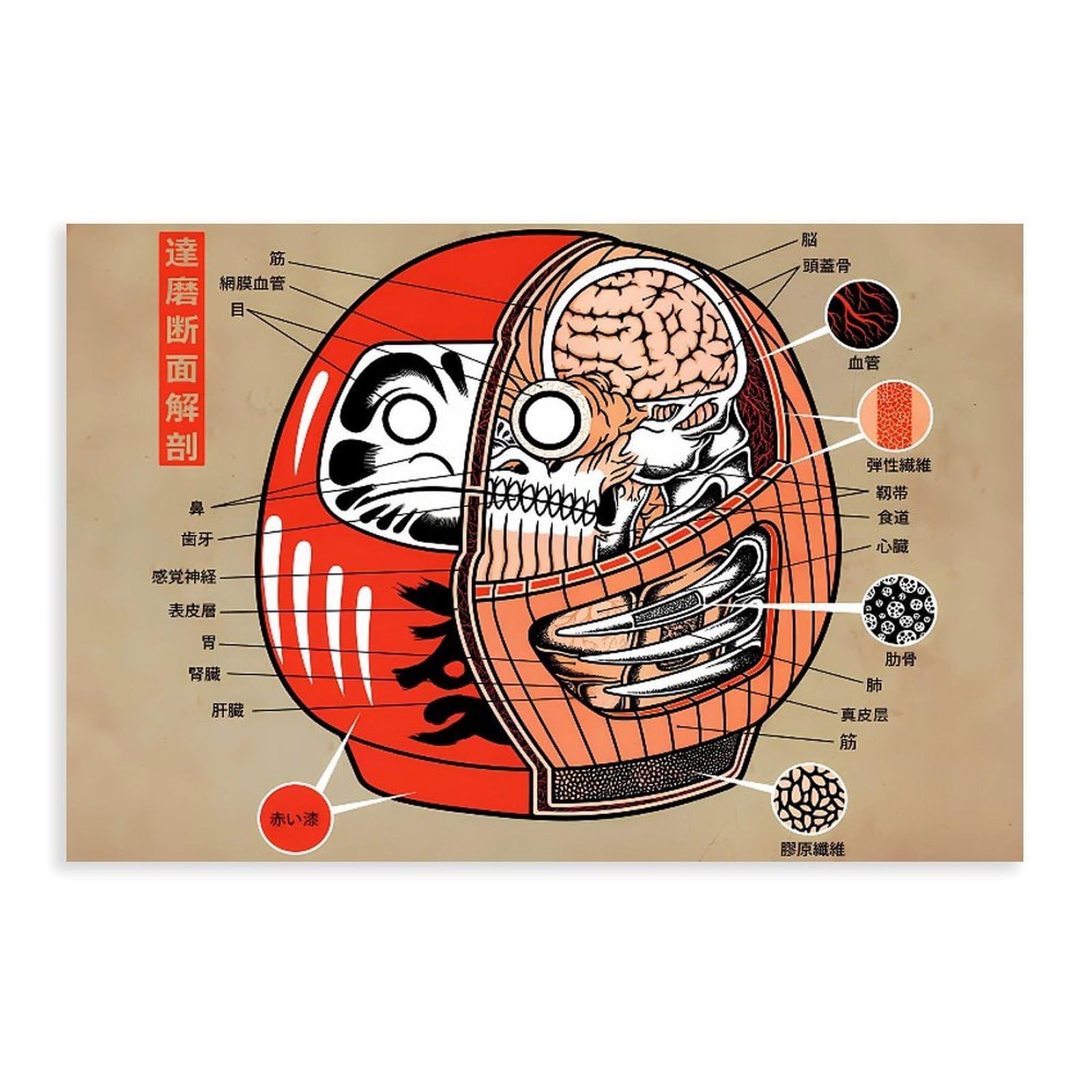 Qnvjqkdsi Unframe Daruma Doll Anatomy Art Canvas Poster Wall Art Decor Print Picture Paintings For Living Room Bedroom Decoration 24" L X 36" W