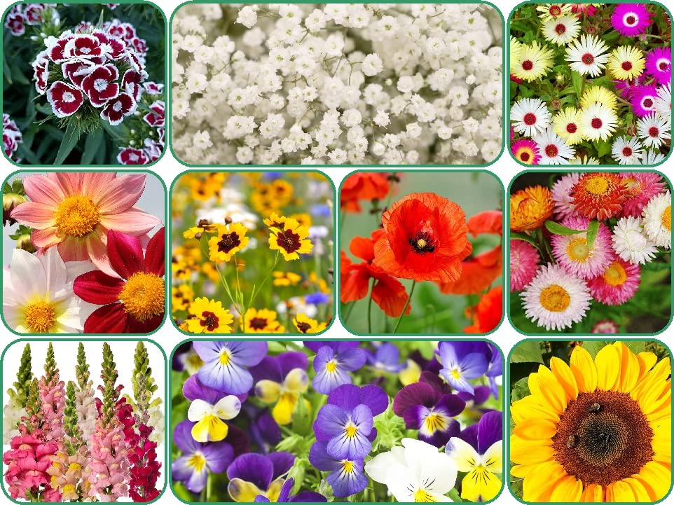 Aero Seeds 10 Variety Of Flower Seeds Combo Pack With Instruction Manual. (B0BFLQ6PLL) Amazon Price History, Amazon Price Tracker