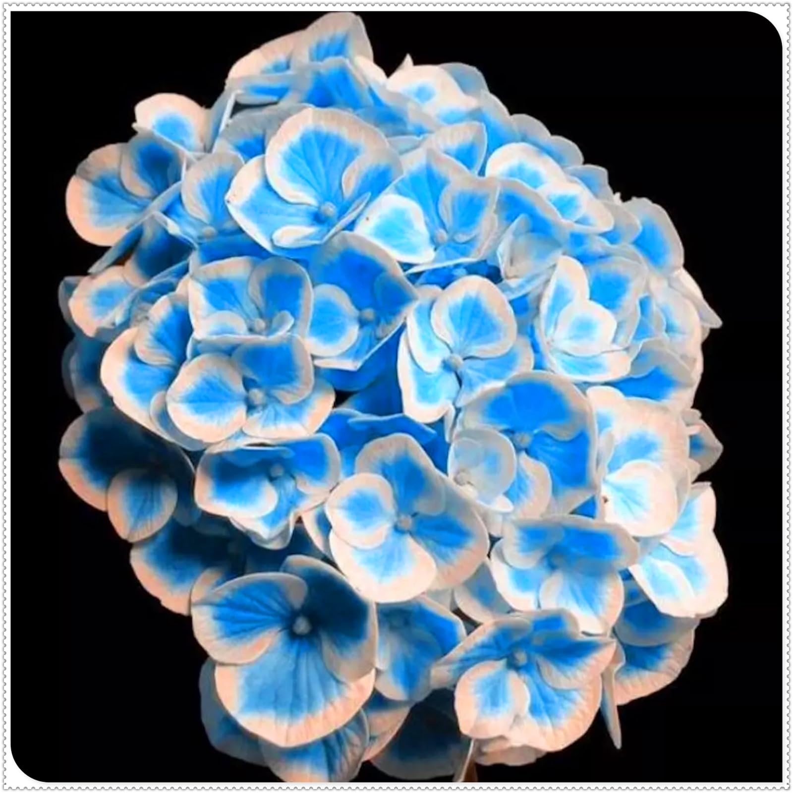 Perennial, Brilliant Hydrangea Bulbs,for Stunning Garden Displays-5 Bulbs-G โ image 1