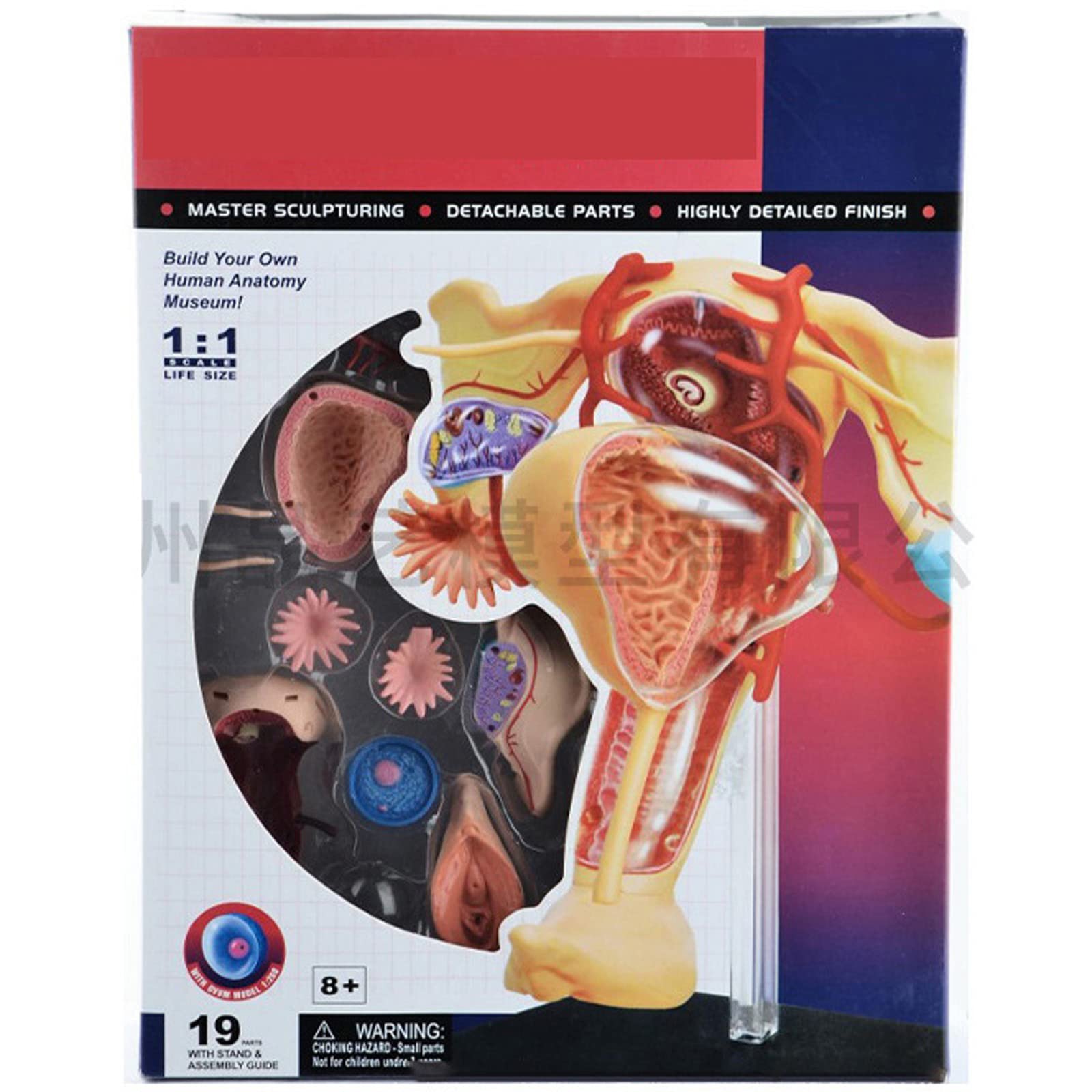 Amazon.com: SHENGANG 4D 女性陰道模型,生殖系統模具,可拆卸拼圖組裝