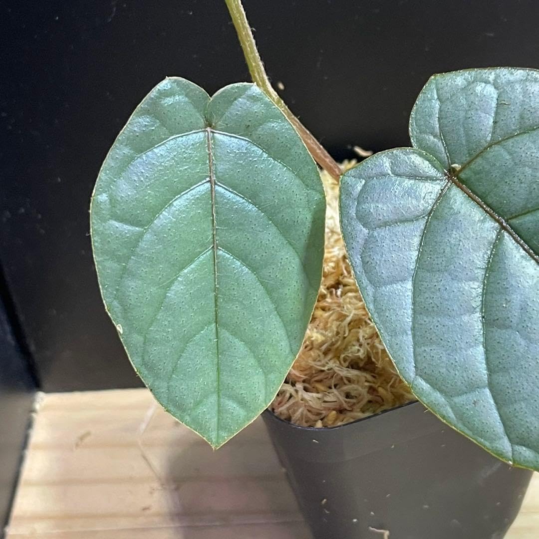 Amazon.co.jp: Pterisanthes sp.Sabah-1 プテリサンテス サバ 熱帯植物