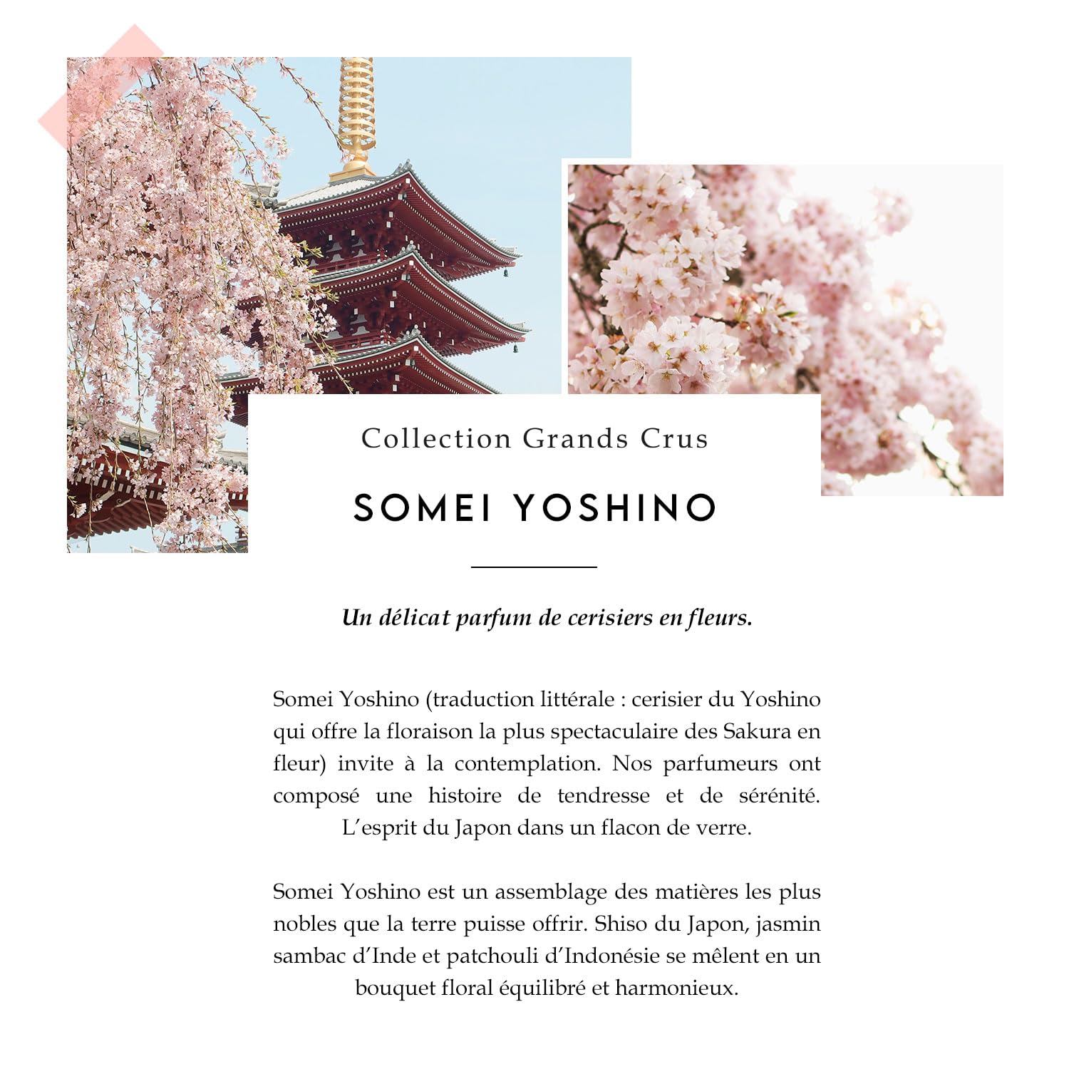 Berdoues Somei Yoshino Edp 100, fragranza in eau de parfum dal carattere deciso, adatta sia all’uso quotidiano sia ai momenti importanti, flacone da 100 ml studiato per inserirsi con naturalezza nello