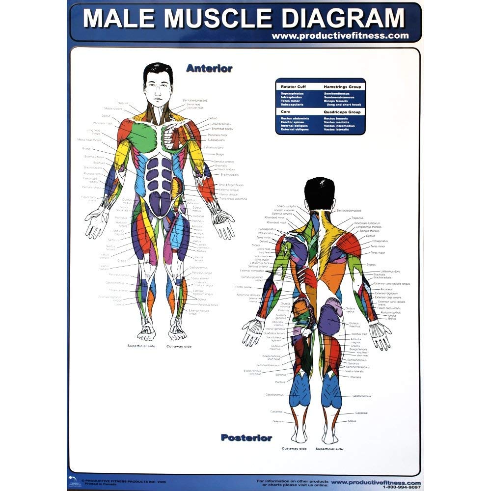 Productive Fitness Poster Series Male Muscle Diagram Laminated
