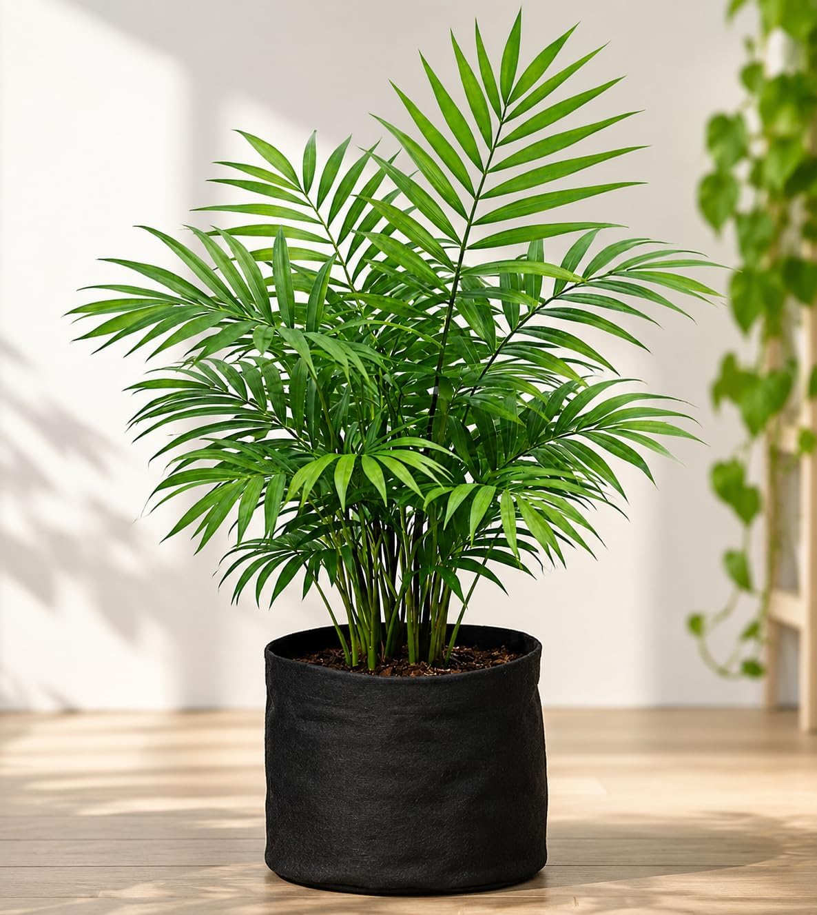 Bamboo Reed Palm Live Plant | Indoor Ornamental Houseplant | Healthy Tropical Green Foliage | Premium Nursery Plant for Home Decoration & Office | Pack of 1-image-36
