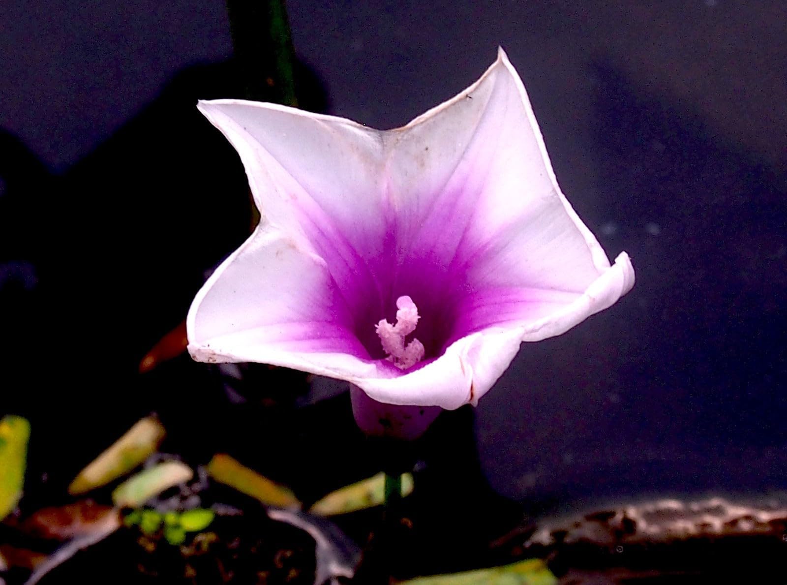 Willvine Ipomoea aquatica-VII-6E-image-25