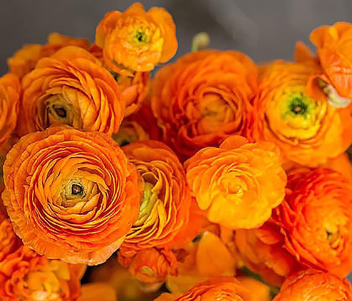 Flores