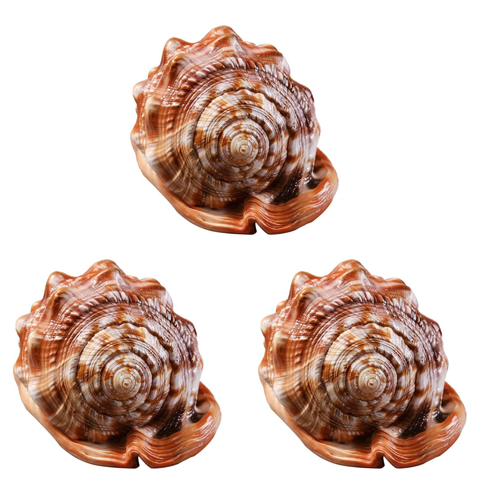 Vjsujehgy Natural Mouth Helmet Conch Shell Coral Sea Snail Fish Tank Adorn Ornament 3Pcs