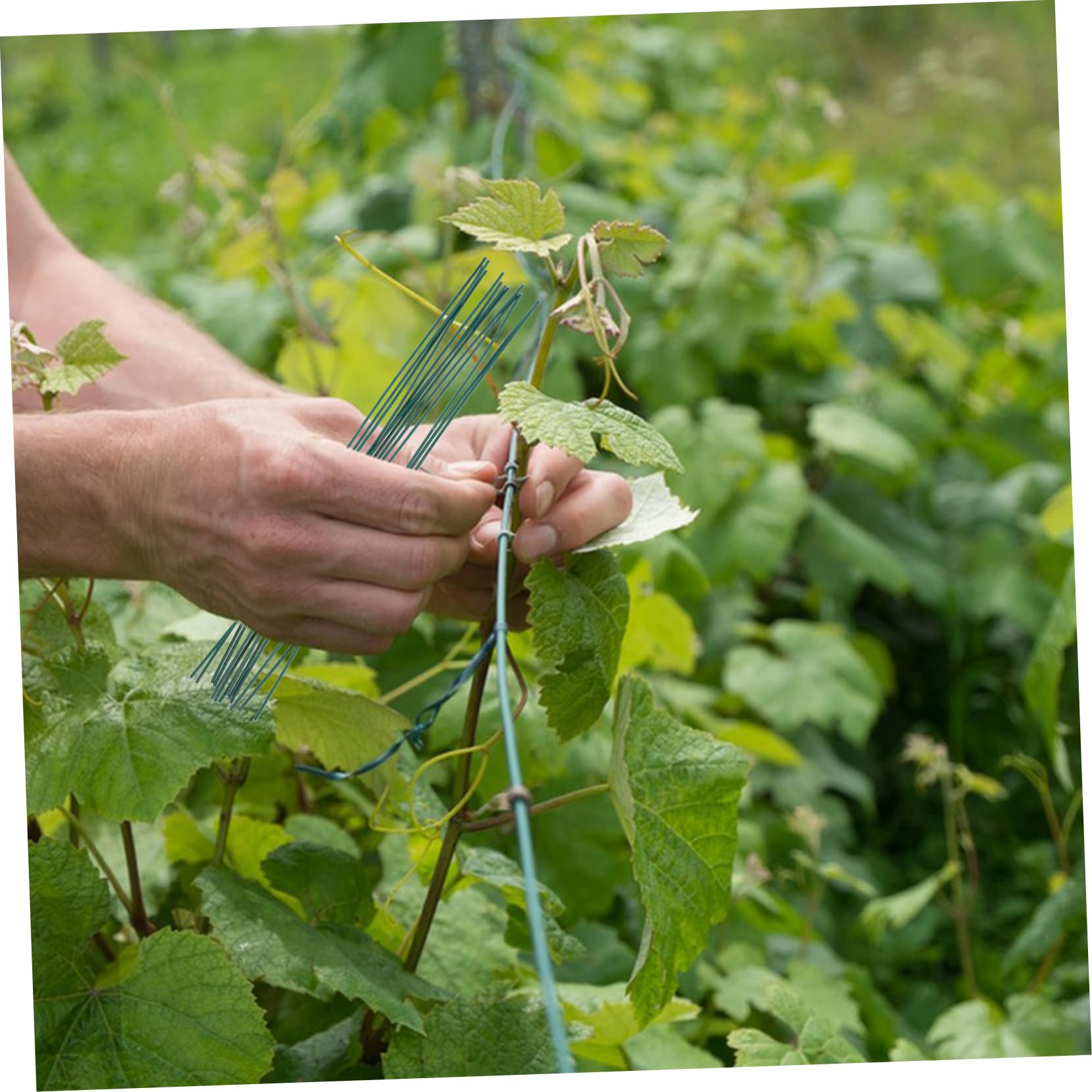 Milisten 4000pezzi Legature Flessibili per Piante Fili di Riutilizzabili per Giardinaggio per Legare Rami e Sostenere Viti Alta Resistenza e Versatilità
