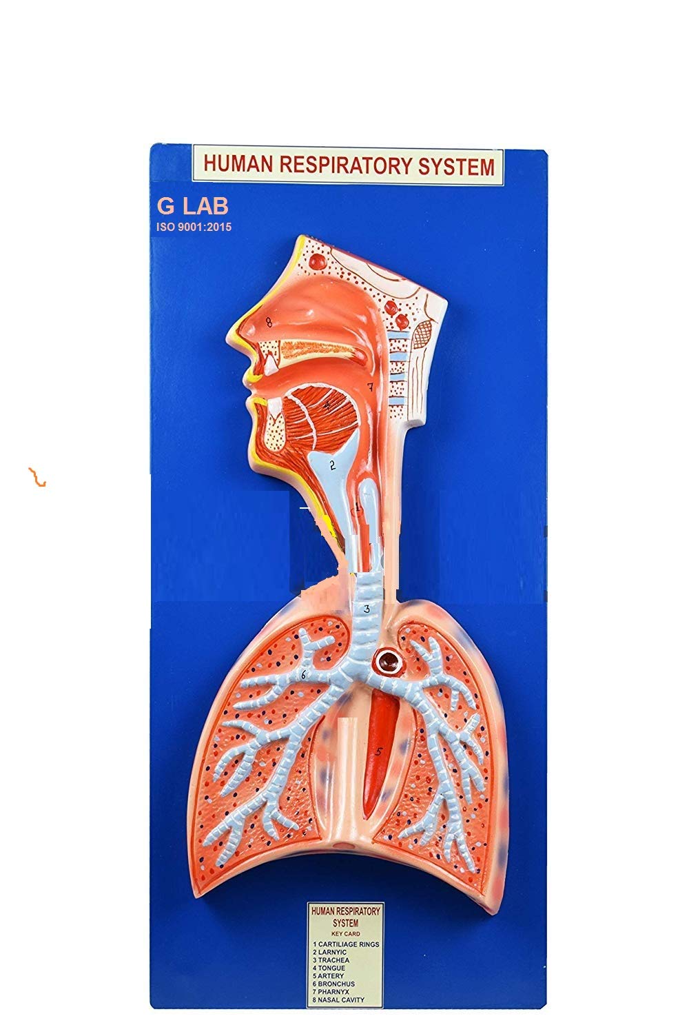 GLAB Human Respiratory System Model on Base