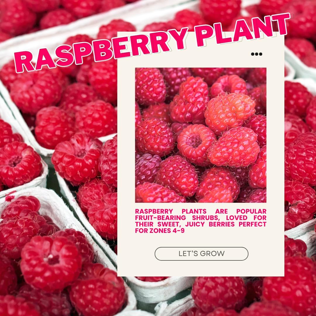 4 Red Thornless Raspberry Plants Live, 5-9 Inch Tall, Raspberry Fruit Trees for Outdoor Growing, Raspberry Seedling