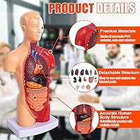 Vista 3 de Wadoy Conjunto de modelos de anatomía humana, cerebro, cuerpo del torso humano, corazón, modelo de esqueleto, modelos de anatomía para estudiantes
