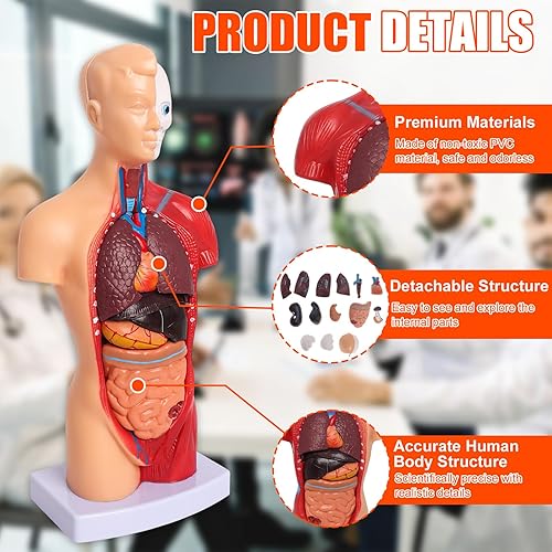 Miniatura 3 de Wadoy Conjunto de modelos de anatomía humana, cerebro, cuerpo del torso humano, corazón, modelo de esqueleto, modelos de anatomía para estudiantes