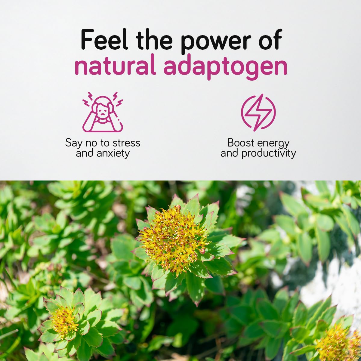 Rhodiola Rosea Kapseln 500 mg – 180 Stück – Mit 3% Salidrosid – Rosenwurz Kapseln Hochdosiert – Premium Rhodiola Rosea Extrakt – Vegan, Ohne Künstliche Füllstoffe & Allergenfrei – Ambervit