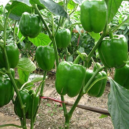 Amazon Co Jp ピーマン苗 秋ピーマン 野菜苗 9cmポット実生苗 2個セット 真夏の暑さや梅雨の湿気 秋の日照時間の短い季節や 弱光線でも開花結実しやすい強健な品種です 果肉がやわらかく多収穫 耐暑性があり 10月頃まで収穫が楽しめます Diy 工具 ガーデン