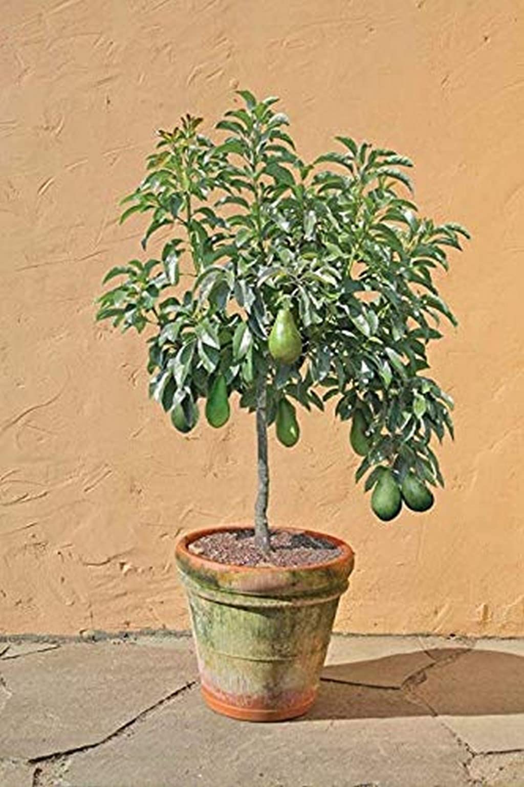 OhhSome Grafted Paradise Garden Rare Dwarf Bacon Avocado Plant Persea  Americana 1 Healthy Live Bonsai Fruit Plants For Home (Healthy Plant) :  Amazon.in: Garden & Outdoors