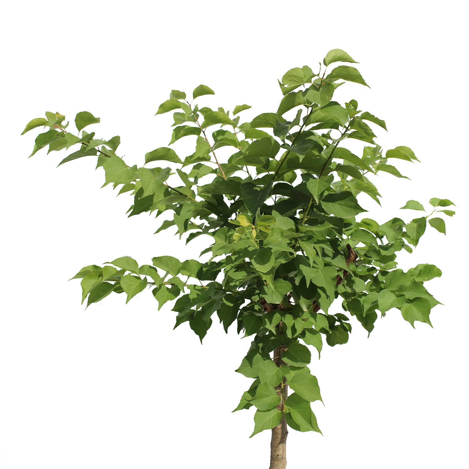 KENTIS - Abricotier - Vraies Plantes d'Extérieur - Arbre Fruitier de Jardin d'Ornement - Abricotier Nain Pot de Culture Ø 24 cm