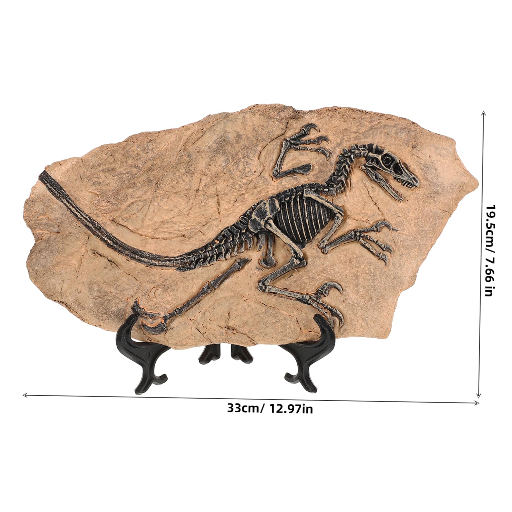 Levemolo 1set Ornamenti Fossili Di Dinosauro Per Decorazione Da Scrivania Di Fossile Dinosaurs Da Collezione Per Appassionati Di Paleontologia e Decorazioni