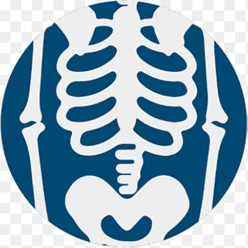 Anatomy notes : Abdomen and pelvis