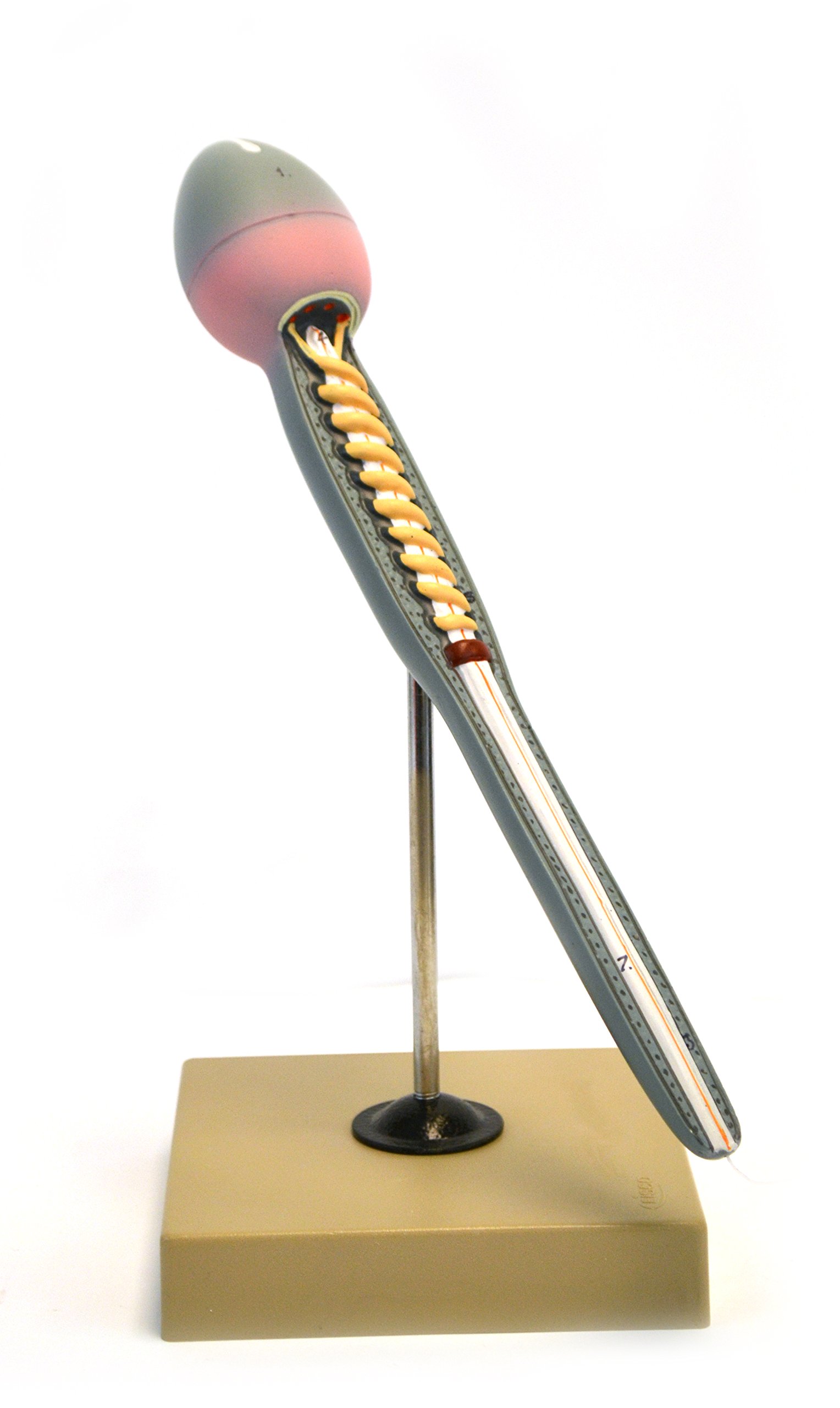 新編 精子学 SPERMATOLOGY NEW EDITION Eisco Labs Human Sperm Model, Greatly Magnified 15 Inches