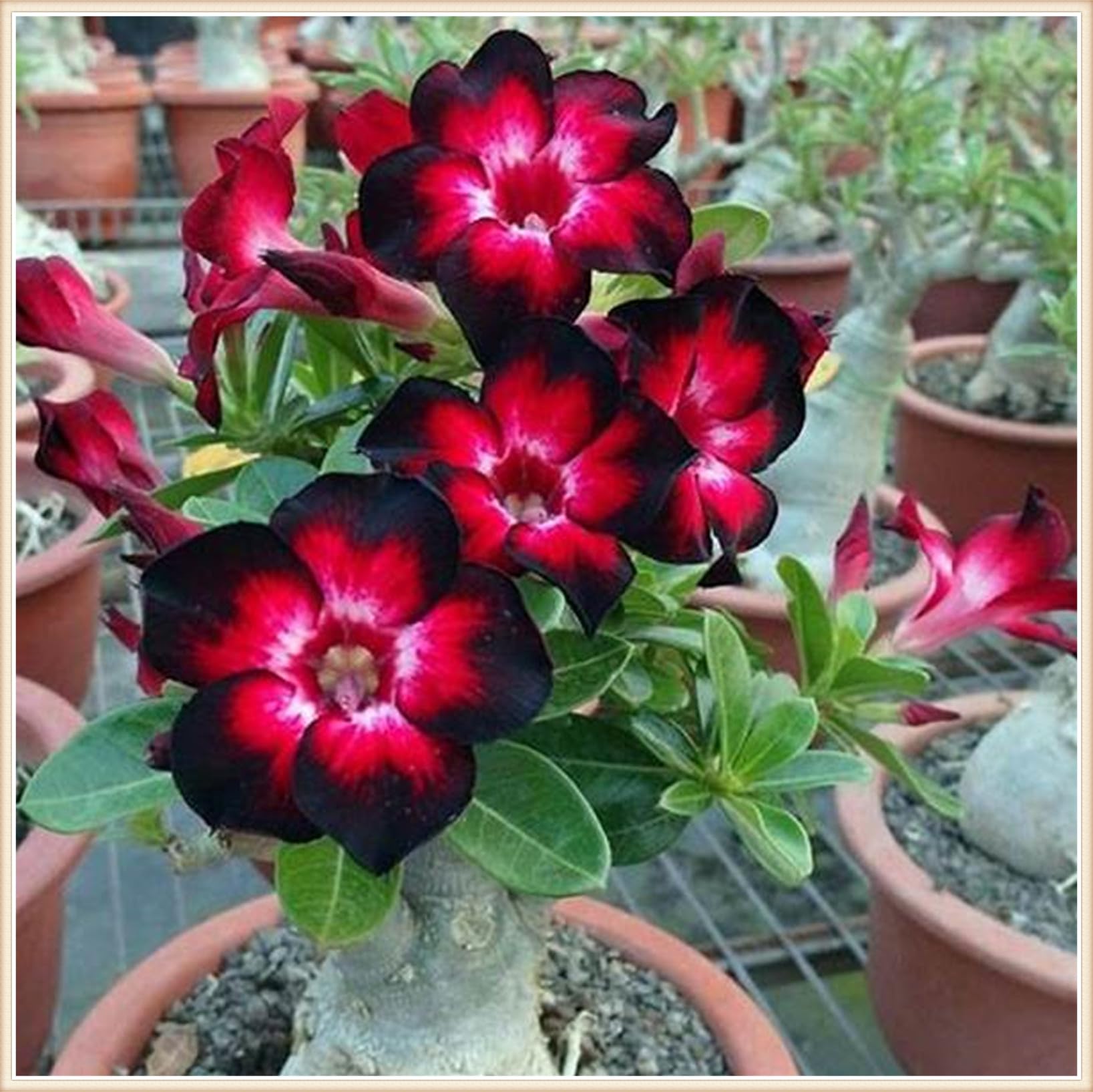 Wstenrose pflanze - Adenium obesum pflanze - Adenium obesum wstenrose - Wstenrose  pflanze kaufen-3zwiebeln-G : Amazon.de: Garten