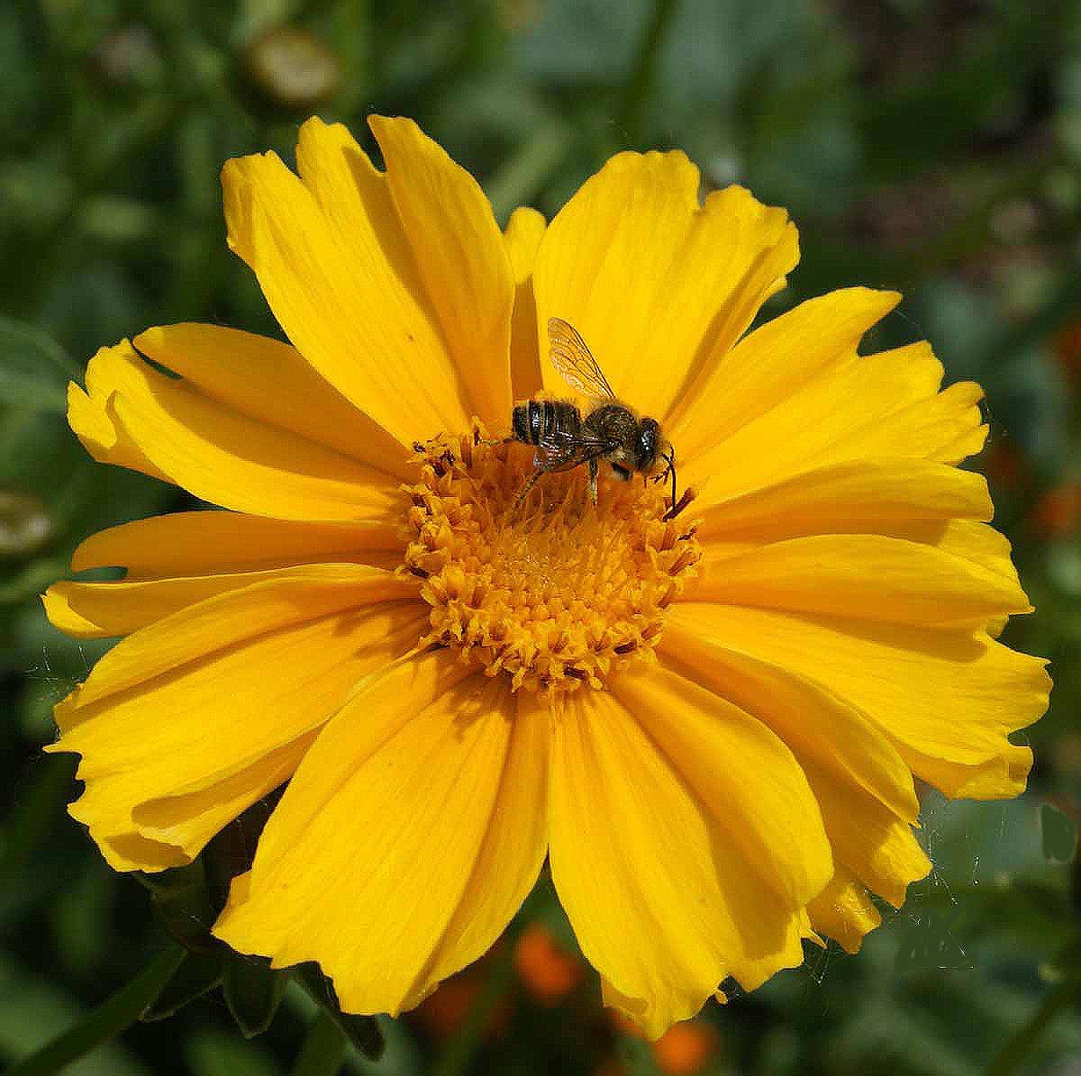 Lanced Leaf Coreopsis Seeds - 1000 Seeds - 36" Tall