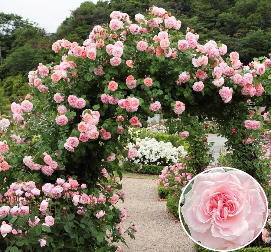 100+ Pink Climbing Rose Flowers Seeds Home Landscape Rosa Bush Vine
