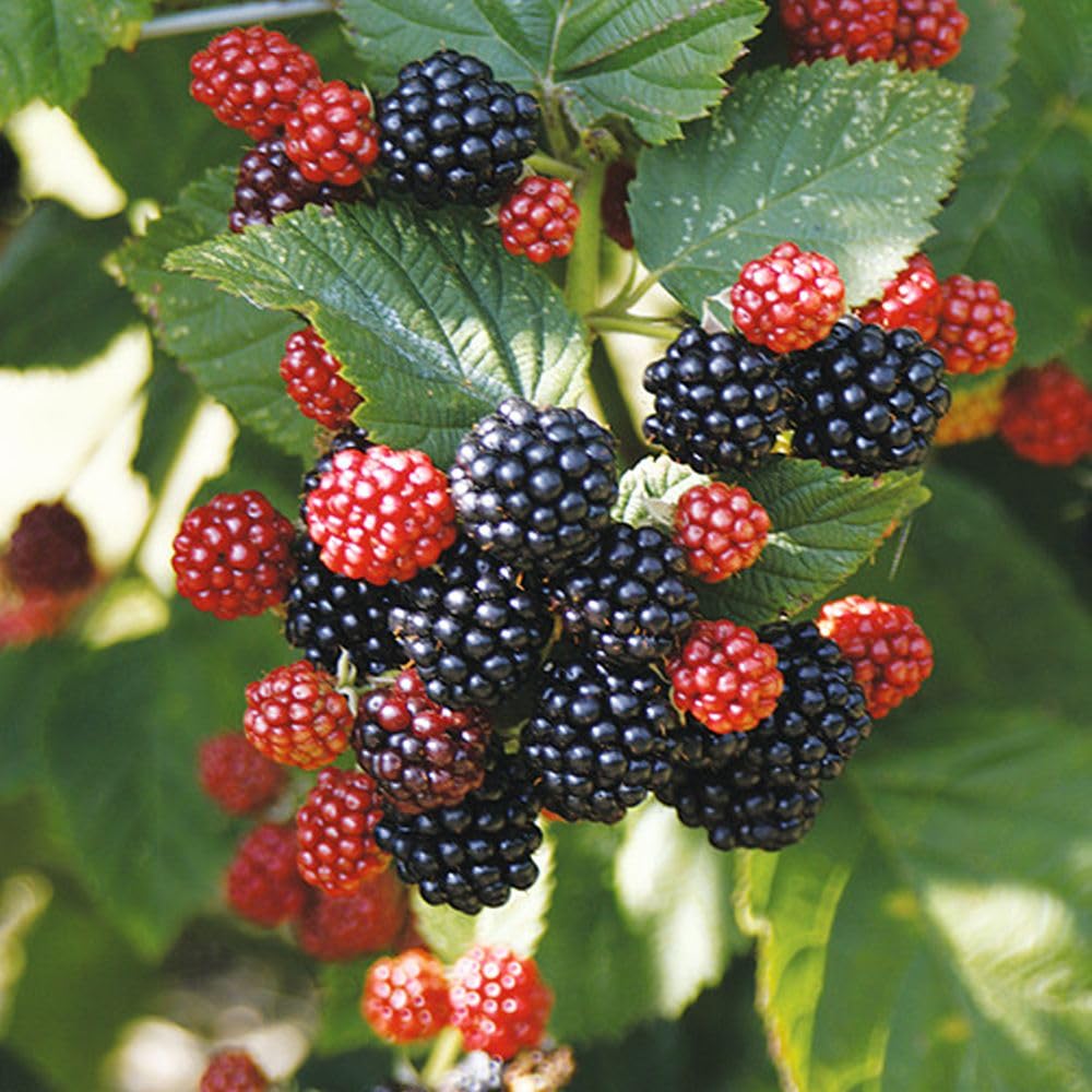 BlackBerry Chester (Late) 2 Litre Pot x 2 – Thornless Sweet Late by T&M