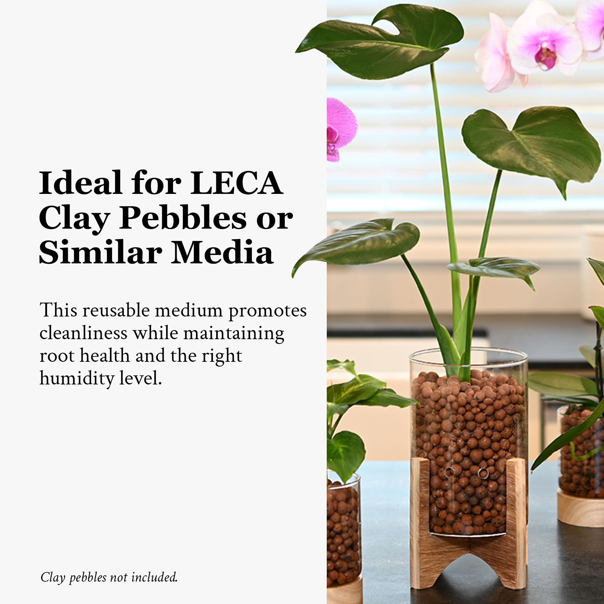 Pot & Pebble - Maceta de vidrio C6 con base de madera decorativa - Estación de propagación de plantas con control de nivel de agua - Soporte de corte de plantas para guijarros de arcilla LECA/medios