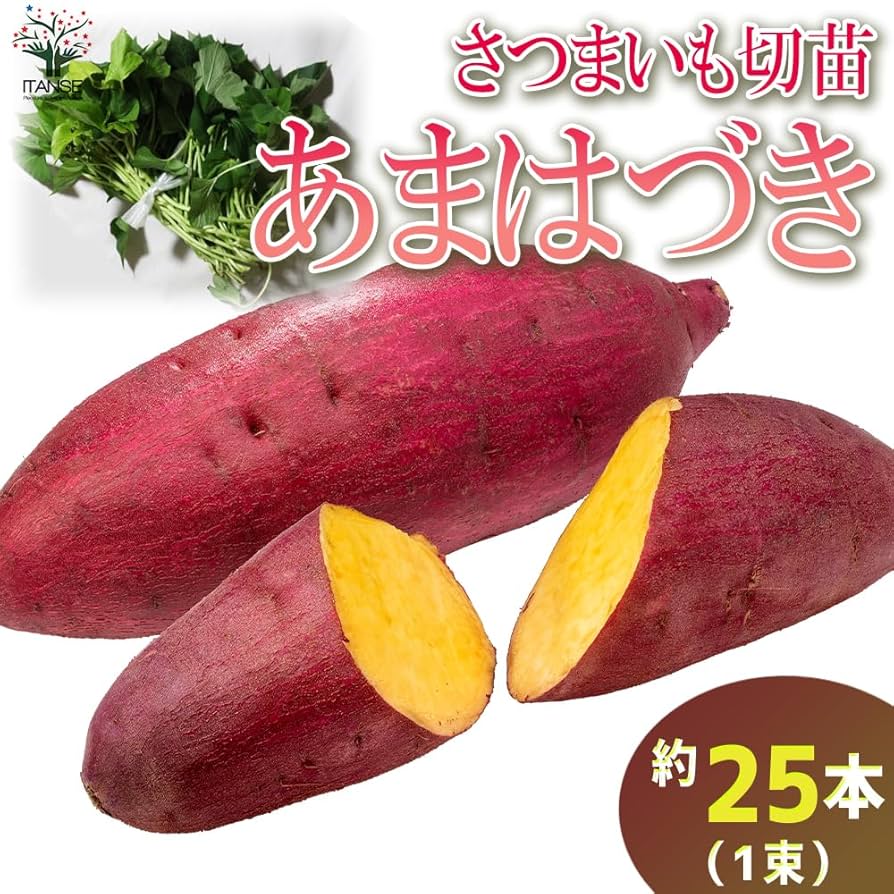 甘はづき芋苗100本 楽天市場】あまはづき 苗 100本 入り PVP さつまいも サツマイモ