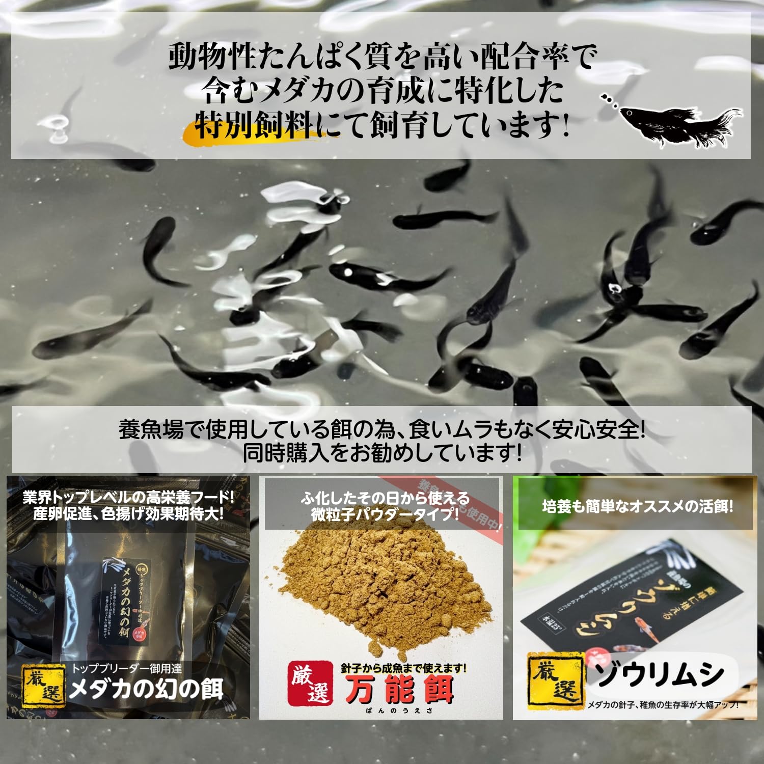 Amazon | 【10匹＋α】メダカ サファイア【めだか】S~SSサイズ 稚魚