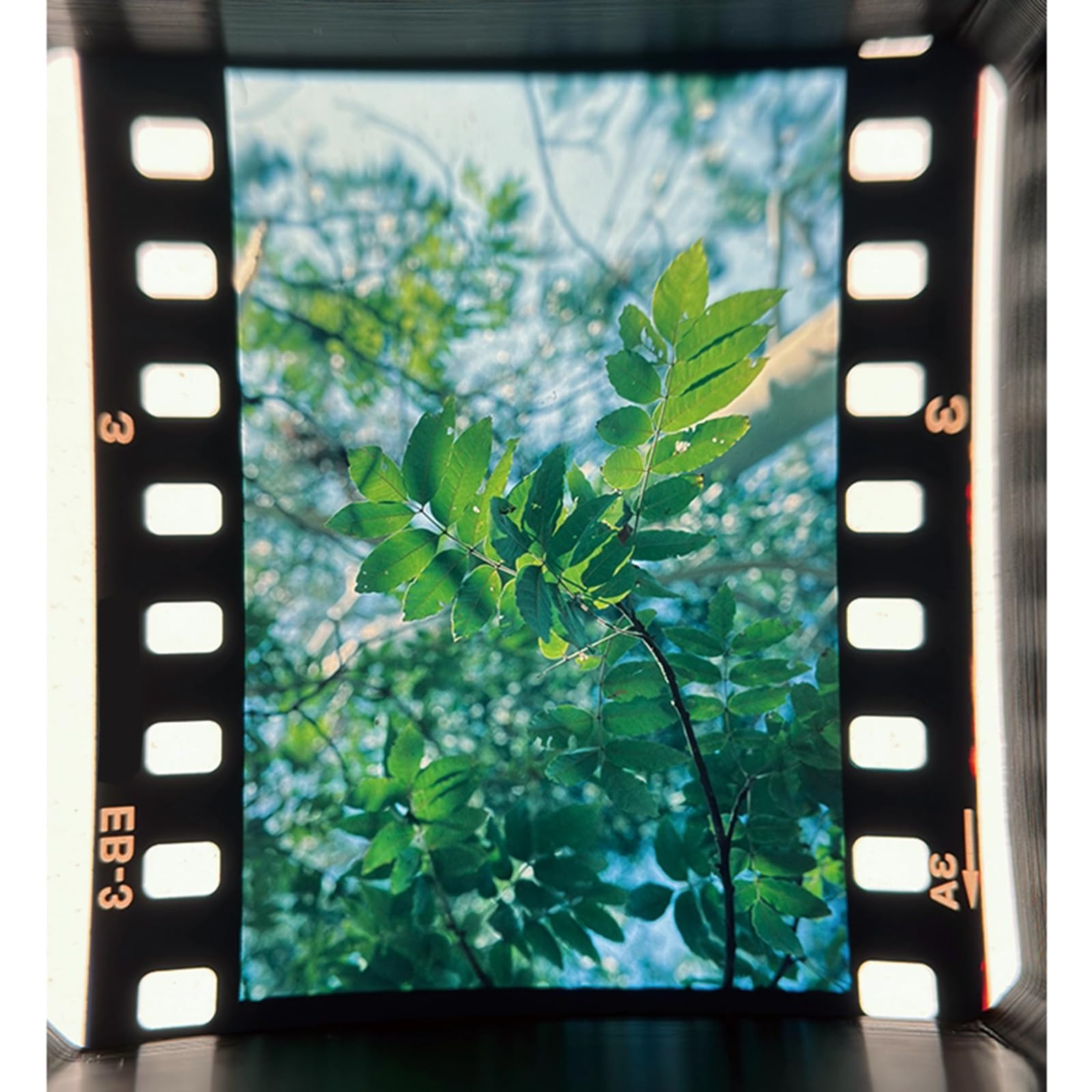 Lente di ingrandimento 135, lente d'ingrandimento 5X con lenti ottiche acromatiche, strumento fotografico per ispezione negativa, diapositiva e trasparenza