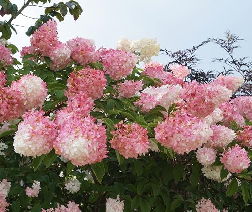 Rispenhortensie Artländer Pflanzenhof Vanille Fraise